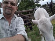 Beltie